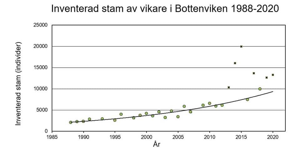 Inventerad stam av vikare i Bottenviken 1988-2020