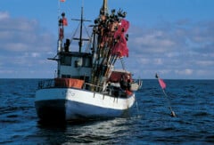 SAKL historia – FYFF historia